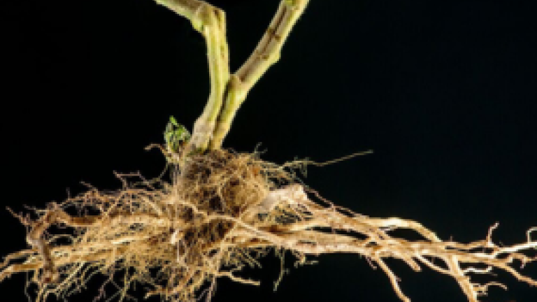 Tomato Rootstock Thumbnail