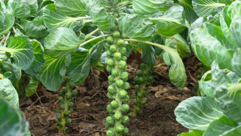 Brussel sprouts 570x320