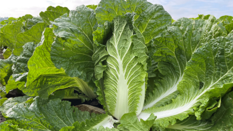 chinese cabbage 570x320