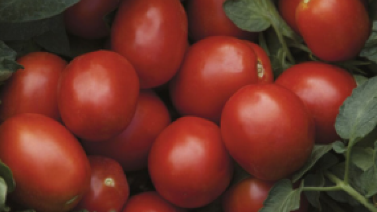 Processing Tomato Thumbnail