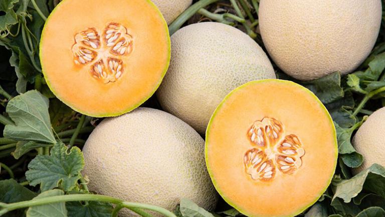 ColorSweet IDEAL Melons