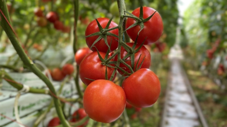 tomato image