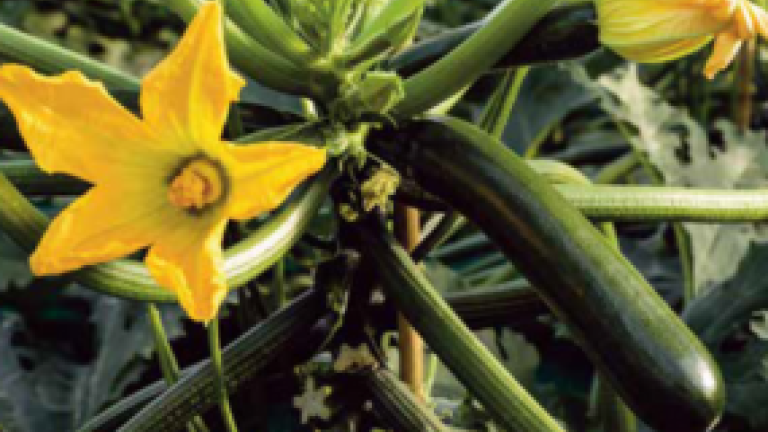 Kyrios zucchino Syngenta Vegetable Seeds