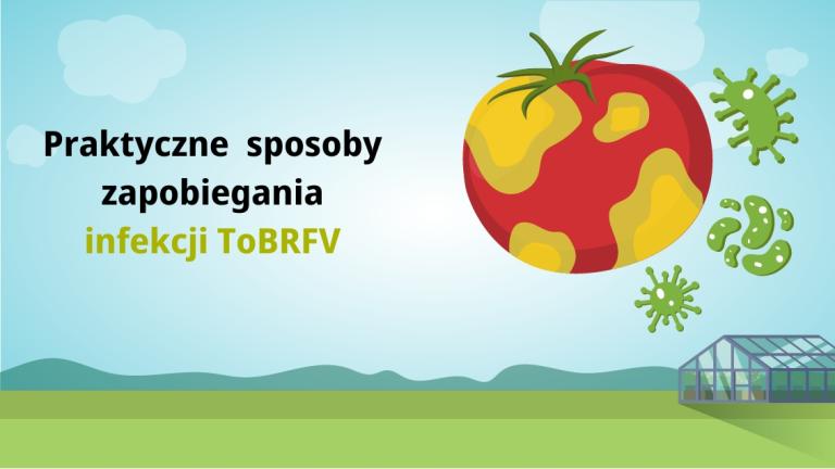 Praktyczne sposoby zapobiegania infekcji ToBRFV