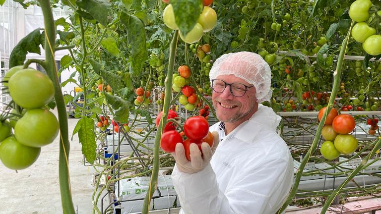1132x637_tomaten_blog