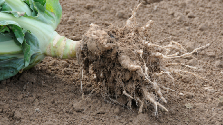 clubroot_570x320.png