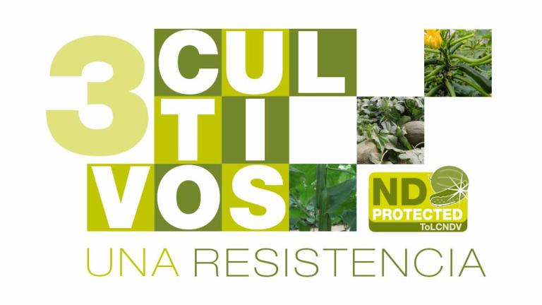 3 Cultivos una resistencia, ND protected ToLCNDV