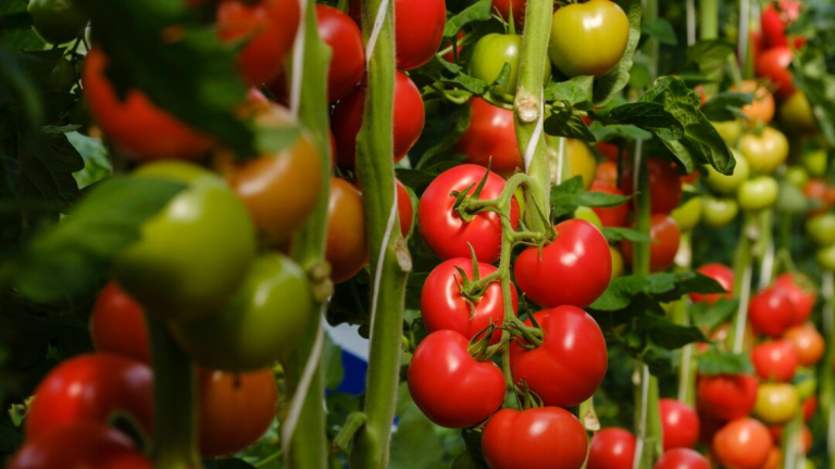 Cluster Tomato Main Image