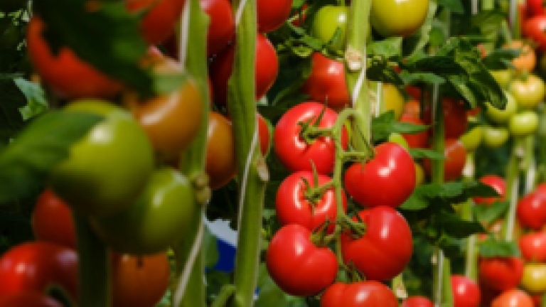 Cluster Tomato Thumbnail