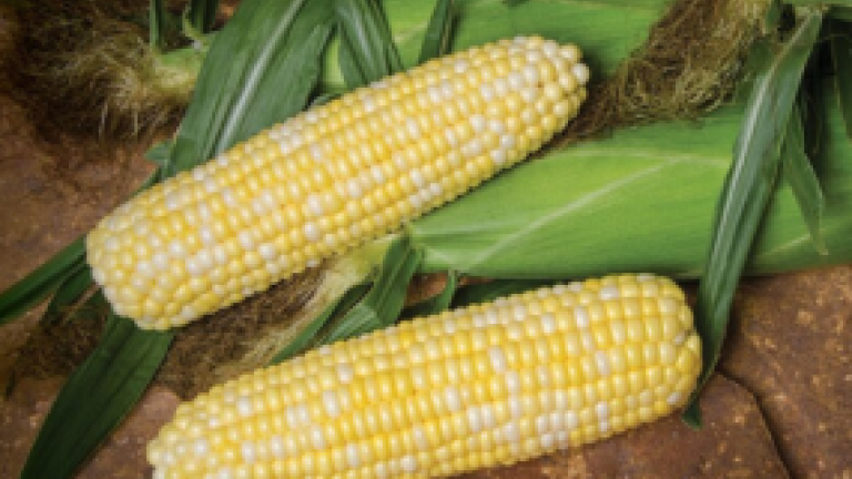 Sweet Corn Thumbnail