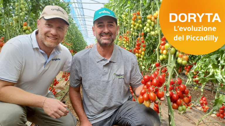 Doryta Syngenta Vegetable Seeds