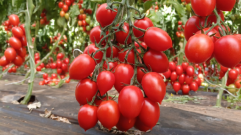 Doryta Syngenta Vegetable Seeds