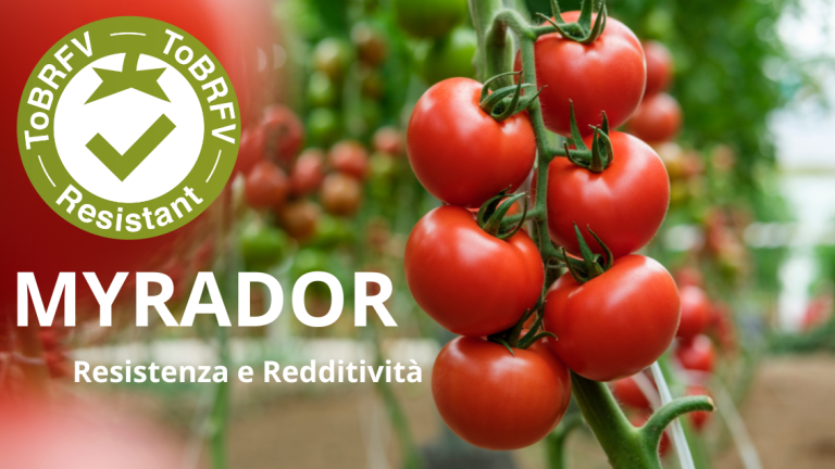 Myrador tomato Syngenta Vegetable Seeds