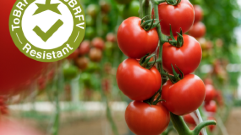 Myrador tomato Syngenta Vegetable Seeds
