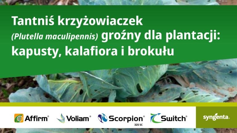 Tantniś krzyżowiaczek groźny dla plantacji: kapusty, kalafiora i brokułu