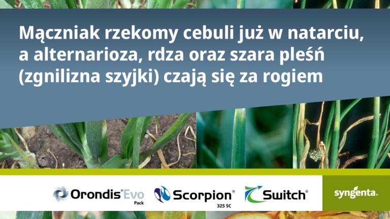 Mączniak rzekomy cebuli już w natarciu, a alternarioza, rdza oraz szara pleśń czają się za rogiem