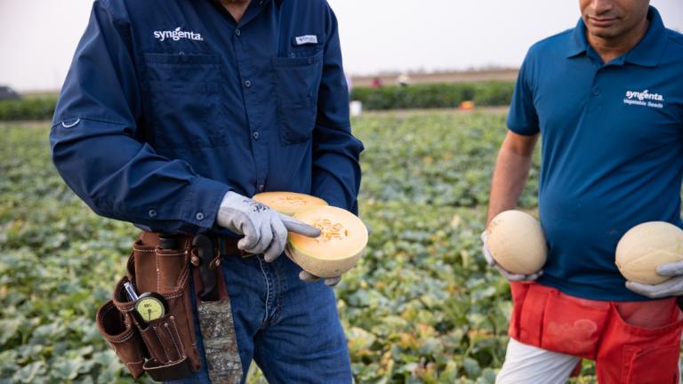 cantaloupe_guide_main_image