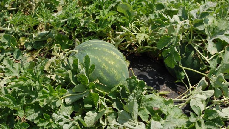 Main Image: Get to Know Watermelon Types and Key Diseases to Watch For