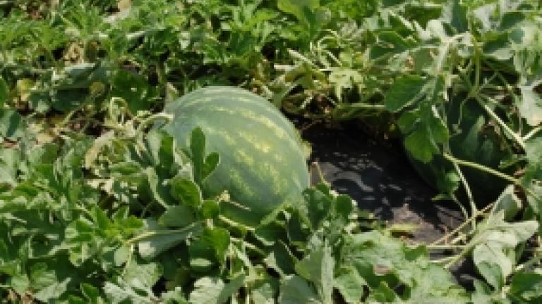 Image: Get to Know Watermelon Types and Key Diseases to Watch For