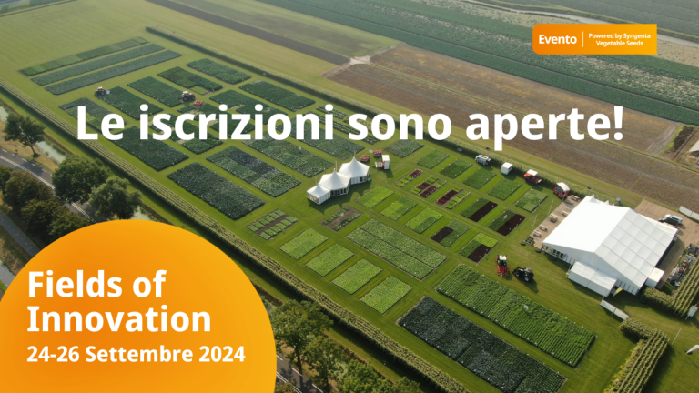 Fields of Innovation Syngenta Vegetable Seeds