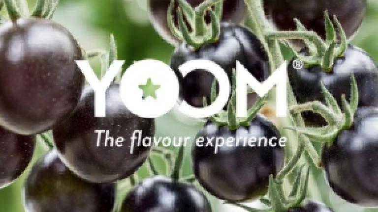 Article:Decade-long quest to create the perfect tomato yields the purple, umami “Yoom”