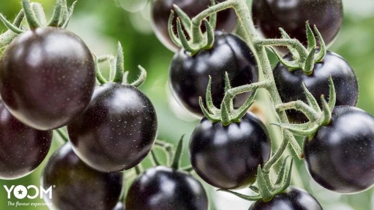 Article: Decade-long quest to create the perfect tomato yields the purple, umami “YOOM”