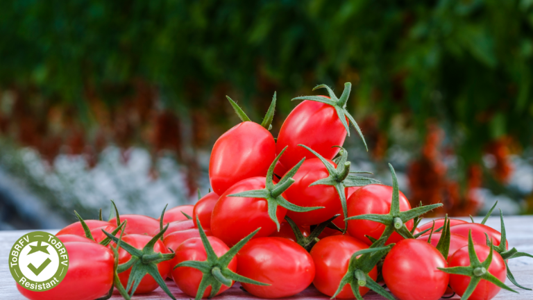 syngentas_tomato_seeds_proving_their_value_to_growers_everywhere
