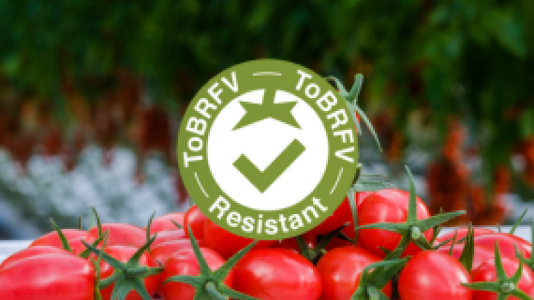 thumbnail_image_tomato_article_tobrfv