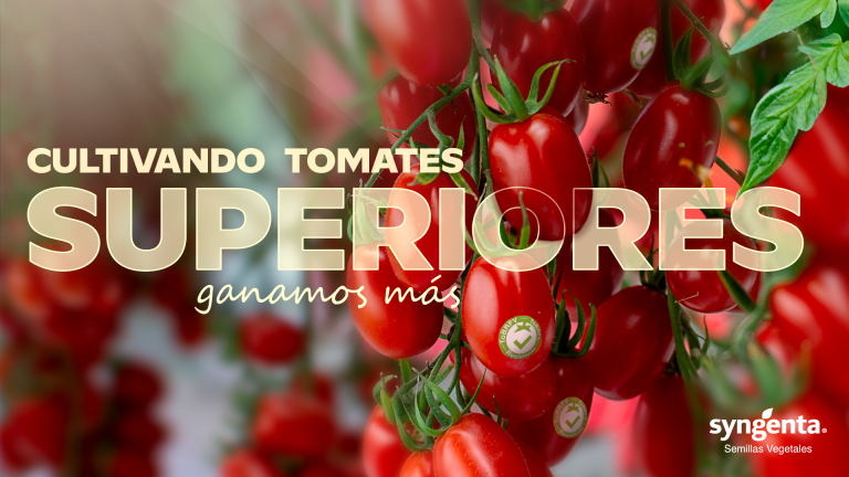 Tomates superiores mini banner