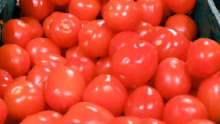 Thumbnail image: Saaho tomato
