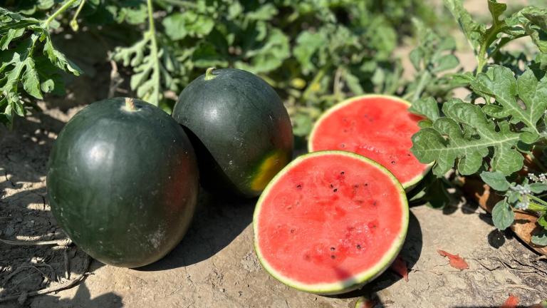 watermelon