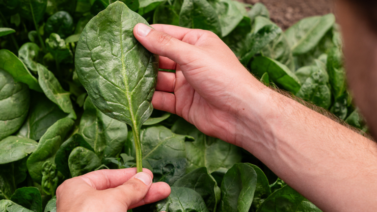 Article:Meeting Consumer Demands Through Disease Resistant Spinach Varietie