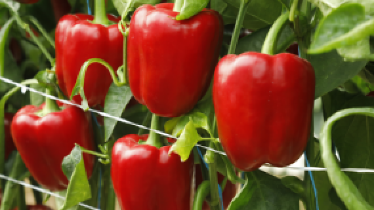 Blocky_peppers_bred_for_all_growers_climates_and_demands