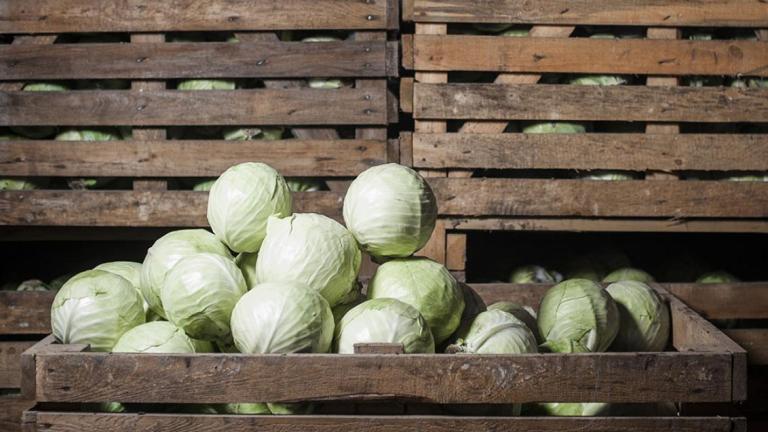article_technology_white_cabbage