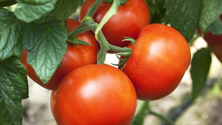 tomato_83064-2019_pict_3_panekra