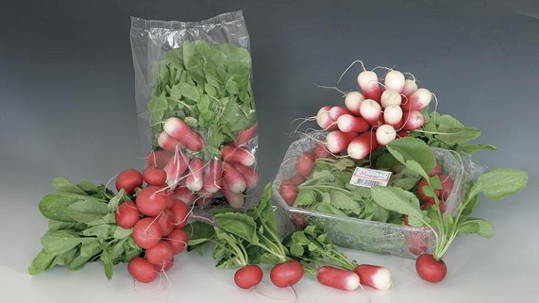 radish_59911-2019