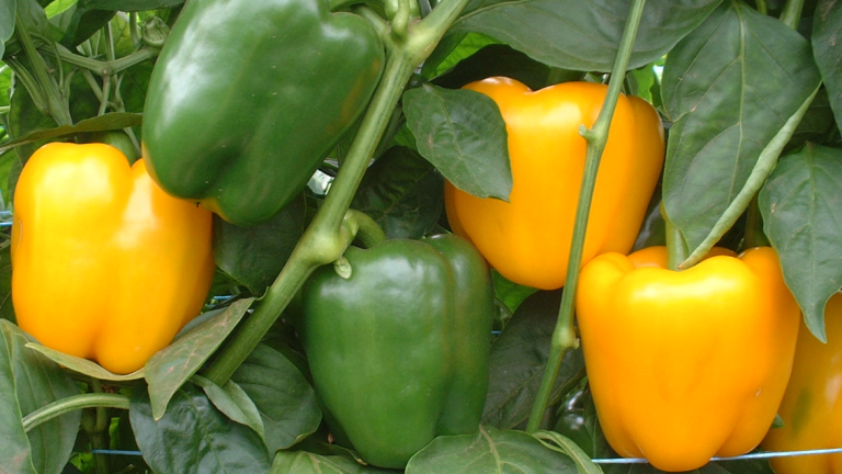 Article:Blocky Pepper Growers Everywhere Reap The Benefits Of Syngenta Vegetable Seeds’ Global Expertise