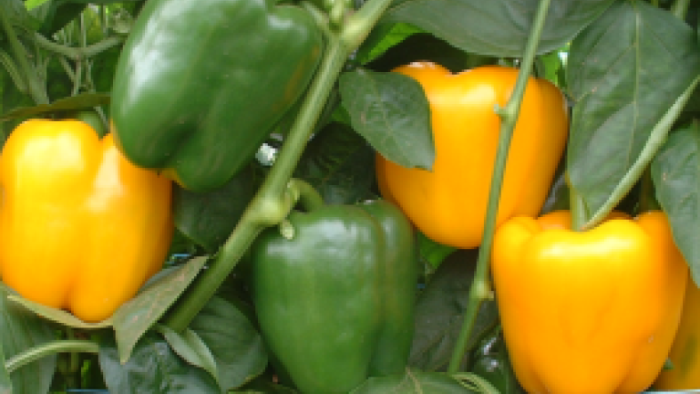 Blocky Pepper Growers Everywhere Reap The Benefits Of Syngenta Vegetable Seeds’ Global Expertise