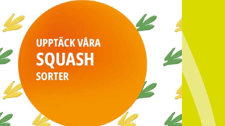 Swedish Squash Brochure