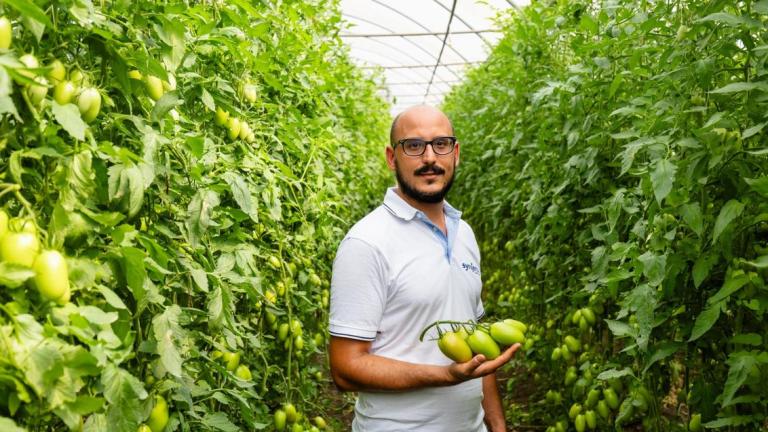 Baroncino-Pomodoro-San Marzano- Syngenta Vegetable Seeds