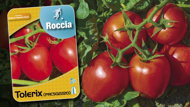Tolerix-pomodoro-industria-Campioni-Syngenta-Vegetable-Seeds