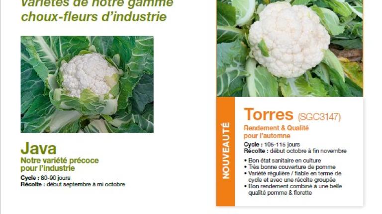 industrie cauliflowers