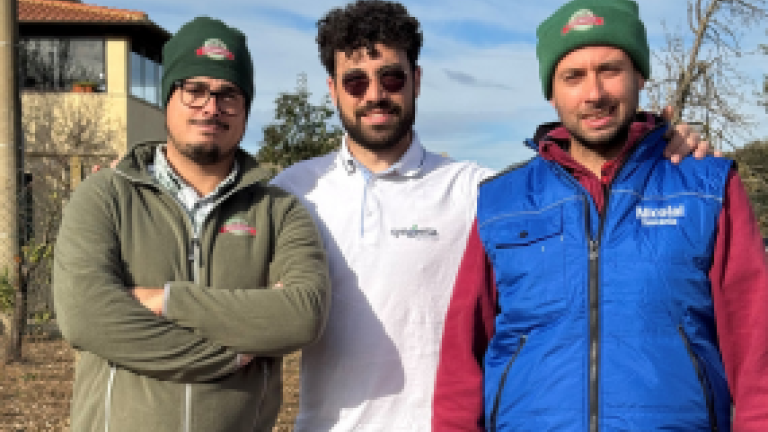 Salatalamacchia-Redix-Pomodoro-da-industria-Syngenta