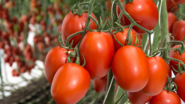 Tomato Blog Main Image