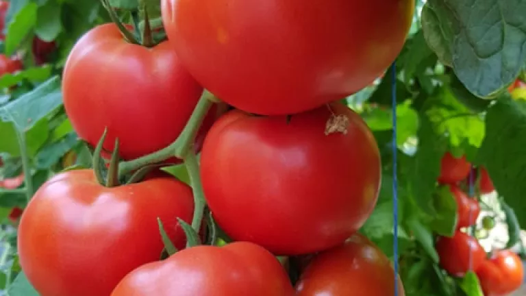 Tomate