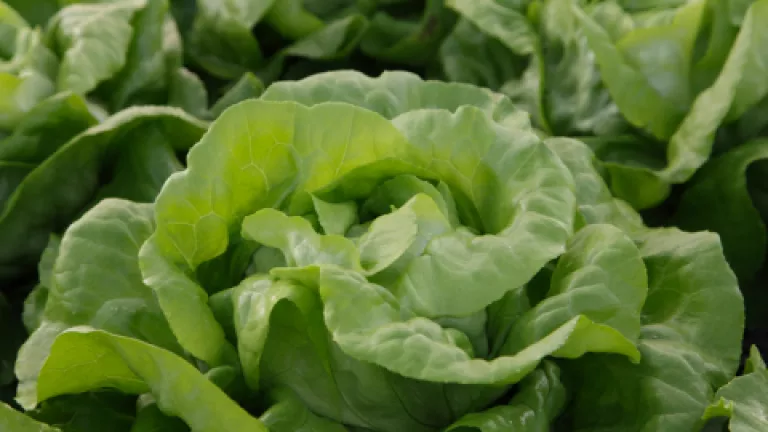 Salată