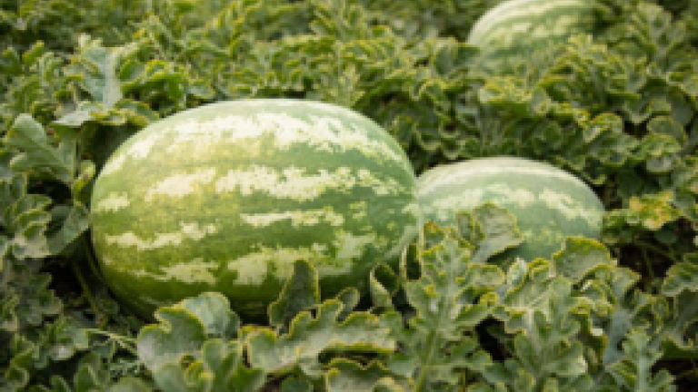 Watermelon Thumbnail