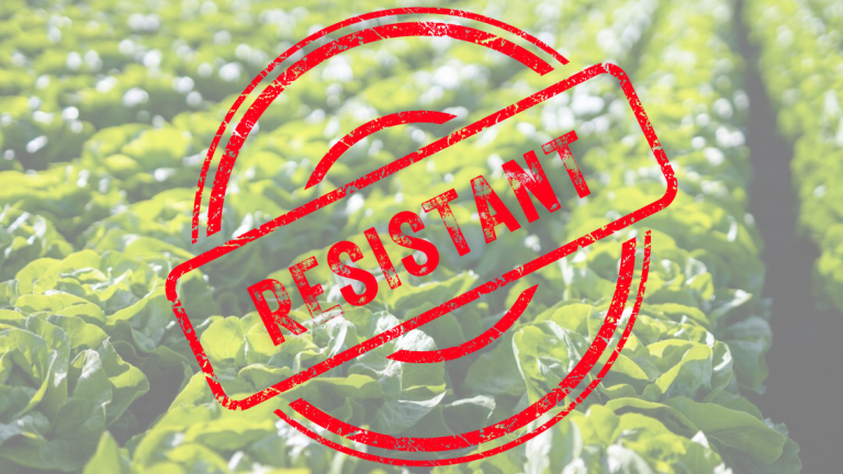 Resistant Lettuce Downy Mildew