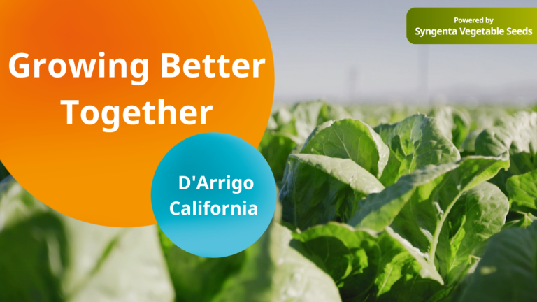 darrigo california main image