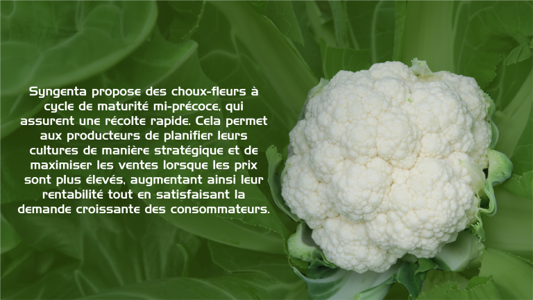 Chou-fleur
